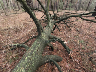 Forest near Kiev at winter