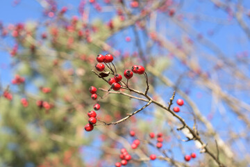 Red fruit of Crataegus monogyna, known as hawthorn or single-seeded hawthorn ( may, mayblossom, maythorn, quickthorn, whitethorn, motherdie, haw )
