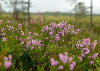 boggy forest vegetation, plants, grass, moss in the rain, autumn