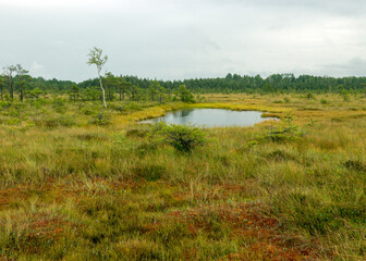 rainy day, rainy background, traditional bog landscape, bog grass and moss, small bog pines during rain, bog in autumn