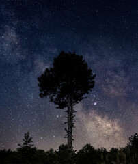 Fototapeta na wymiar Night sky with tree