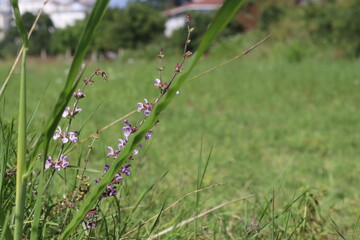 grass in the morning