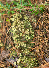 abstract bog moss, lichen and grass texture, bog vegetation, suitable for background