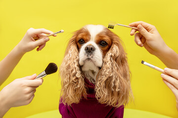 care for dog in four hands in spa beauty grooming salon, Humor cavalier king charles spaniel on yellow background. Close-up portrait