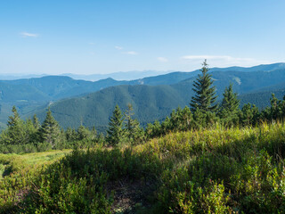 spruce tree forest, scrub pine and mountain meadow with view of blue green hills of Low Tatras mountains ridge. Summer landscape