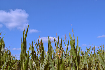 Obraz premium grass and sky