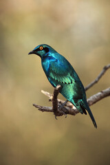 Fototapeta premium The Cape starling or Cape glossy starling (Lamprotornis nitens) sitting on the branch with yellow background.Metallic shiny blue bird with a yellow eye on a branch.