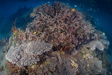Naklejka na ściany i meble Diverse biodiversity and many species of coral on healthy coral reef 