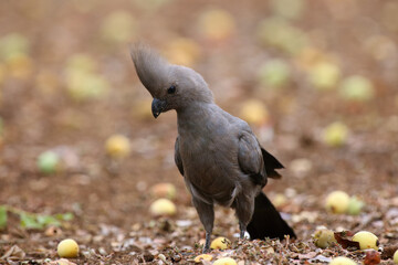 The grey go-away-bird (Corythaixoides concolor), or grey lourie feed on the earth marula fruit.Gray bird with a tuft on the ground among yellow fruits.