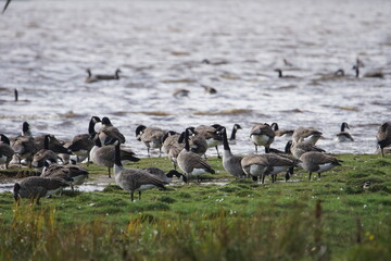 Canadian Geese (Branta Canadensis), Saltkallefjorden, Gotaland County, Sweden