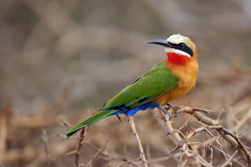 The white-fronted bee-eater (Merops bullockoides) sitting on the branch.A very colorful bird on a bush.