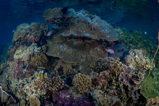 Diverse Biodiversity And Many Species Of Coral On Healthy Coral Reef 