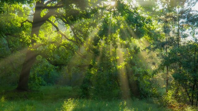 Bright greenery in the spring forest. Sun breaks through the green oak leaves and illuminates the grass and forest. Gimbal HDR nature shot, 4K