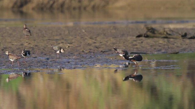 The northern lapwing (Vanellus vanellus) on the Drava River