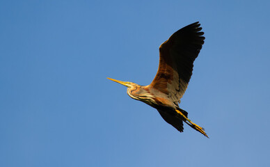 Purple heron, Ardea purpurea. Early in the morning bird flying, blue sky's background