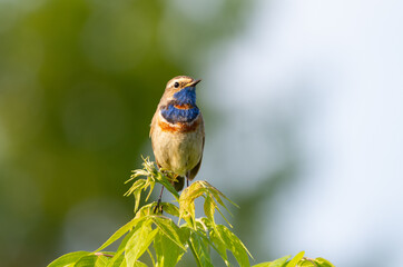 Bluethroat, Luscinia svecica. The bird sits on the top of a young tree