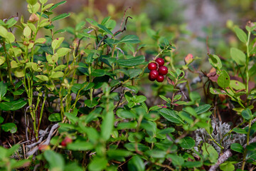 Selective focus photo. Lingonberries  on moss in forest.