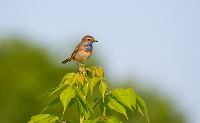 Bluethroat, Luscinia svecica. The bird sits on the top of a young tree