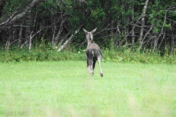 Elk Cow, Løding, Norland County, Norway