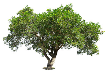 Trees isolated on white background, tropical trees isolated used for design, advertising and architecture.