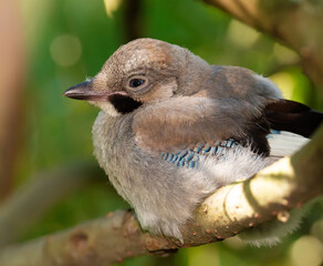 Eurasian jay, Garrulus glandarius. Young bird sits on a thick branch of a tree