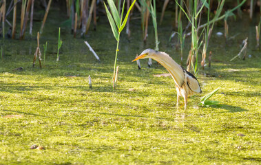 Little bittern, Ixobrychus minutus. The adult male is fishing in a pond