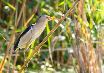 Little bittern, Ixobrychus minutus. An adult male sits on a cane stalk in the middle of a pond