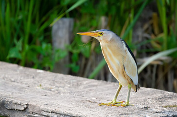 Little bittern, Ixobrychus minutus. A bird stands on a fishing bridge on the shore of a pond
