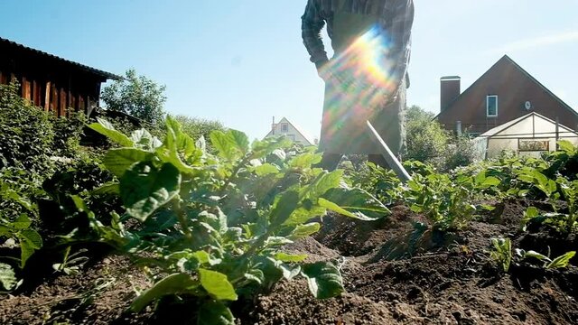 Removing weeds from potato soil, senior elderly 60-year-old man with a hoe in a vegetable garden. Caring for plants in the garden. Potato harvest. retired work. weeding greens. Labor concept.