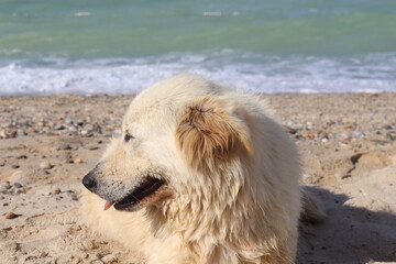 dog on the beach