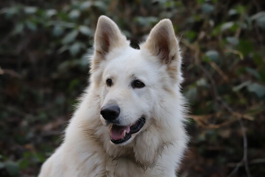 alaskan malamute dog
