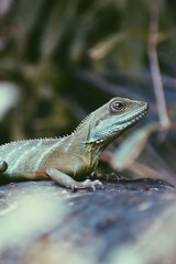 green lizard on a tree