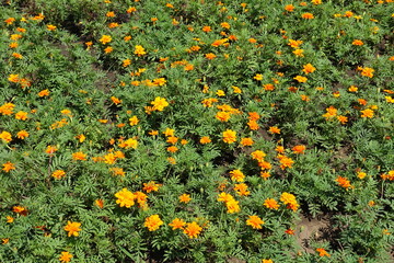 Common orange marigolds in bloom in June