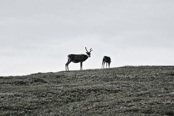 Reindeer, Nordkinn, peninsula, Finnmark County. Norway
