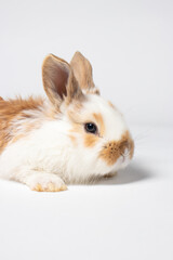 A small fluffy rabbit on a white background is a vertical photo. Pets for a veterinary clinic or animal goods store