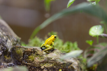 
Golden poison dart frog (Phyllobates terribilis)
in rainforest. Tropical frog
living in South America.
- 403438590