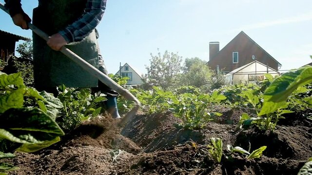 Close-up: Removing weeds from potato soil, a senior, 60-year-old man with a hoe in a vegetable garden. Caring for plants in the garden. Potato harvest. retired work. weeding greens.