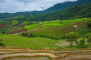 Fototapeta na wymiar Beautiful rice field in the countryside of northern Thailand.