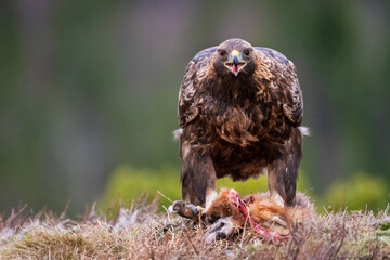 Norwegian golden eagle eating a fox