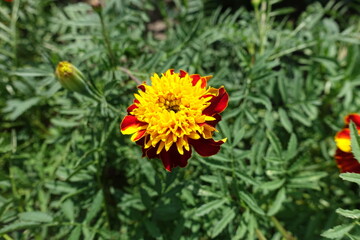 Bright yellow and red flower head of Tagetes patula in mid July