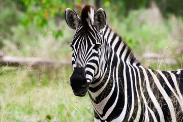 Fototapeta na wymiar Portrait of a zebra in Moremi Game Reserve Xakanaxa in Botswana. Horizontal view.