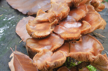 Braune Pilze 