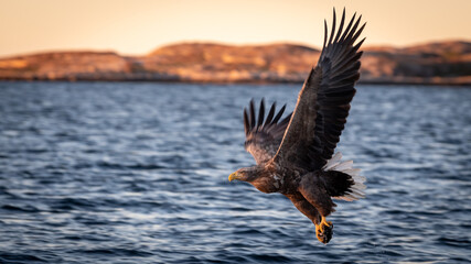 Norwegian White-tailedeagle (Haliaeetus albicilla) flying amidst pastel clouds with  fish and negative space