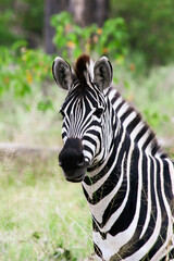 Fototapeta na wymiar Portrait of a zebra in Moremi Game Reserve Xakanaxa in Botswana. Vertical view.