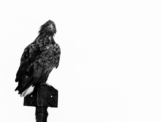 Norwegian White-tailed eagle (Haliaeetus albicilla) on a wooden construction 