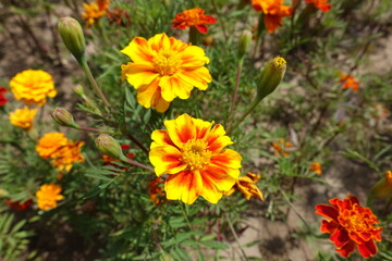 Brightly colored yellow and red flower heads of Tagetes patula in July