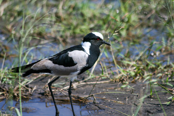 Blacksmith lapwing or blacksmith plover (Vanellus armatus) in Moremi Game Reserve in Botswana.