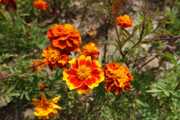 Bunch of red and yellow flowers of Tagetes patula in July