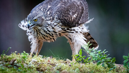 Northern goshawk ( Accipiter gentilis) portrait on moss 