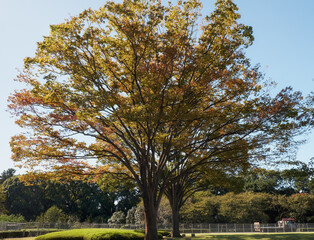Naklejka premium The autumn colored trees at the Honmaru O-shibafu (lawn). Imperial Palace garden. Tokyo. Japan